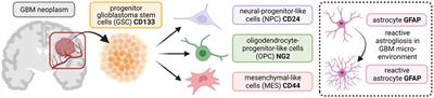 Expression of the apelin receptor, a novel potential therapeutic target, and its endogenous ligands in diverse stem cell populations in human glioblastoma